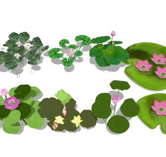 荷花荷叶 莲花池塘