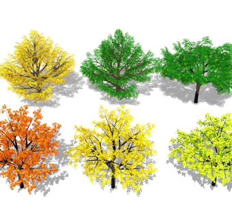 枫叶枫树 绿植树木