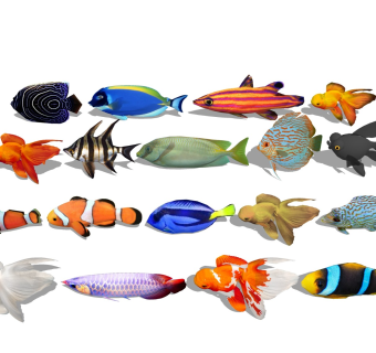 金鱼海鱼 小丑鱼