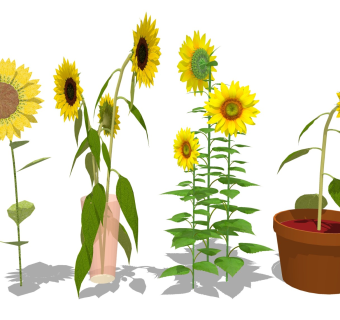 向日葵 鲜花盆栽