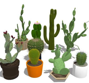 仙人掌 绿植盆栽