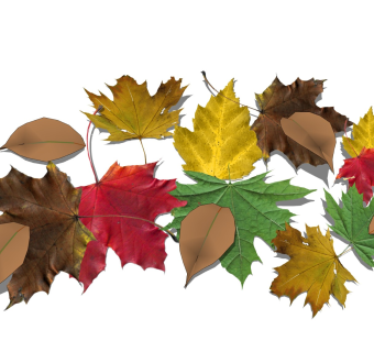 落叶枫叶 枯叶树叶