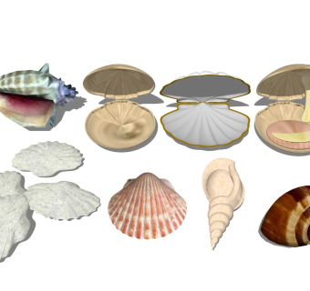 贝壳海螺 装饰摆件