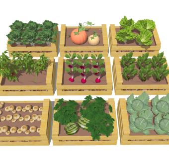 蔬菜水果种植 农场菜地