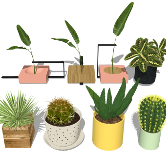 绿植盆栽 桌面植物