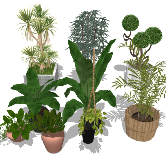 绿植盆栽 大型植物