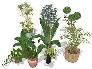 绿植盆栽 大型植物