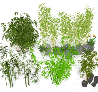 竹子竹林 竹竿竹叶