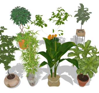 绿植盆栽 大型景观植物