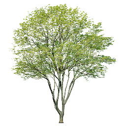 精品丛生树2D模型