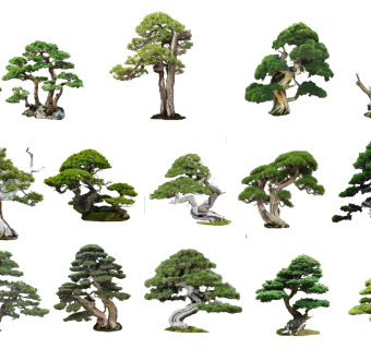 2D中式罗汉松 罗汉松组合 植物 禅意树