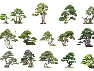 2D中式羅漢松 羅漢松組合 植物 禪意樹