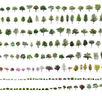 现代景观树、真实树、行道树、造型树、观赏树、庭院树、乔木、树木、植物组团