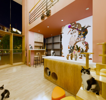 现代猫咖体验馆