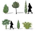 现代景观树行道树植物