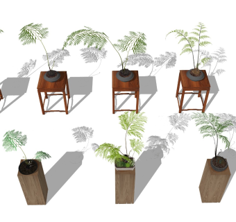 蕨类 金毛狗蕨 观音坐莲蕨 造景配景