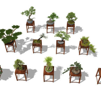 盆景树 罗汉松盆景 盆景 茶室植物摆件