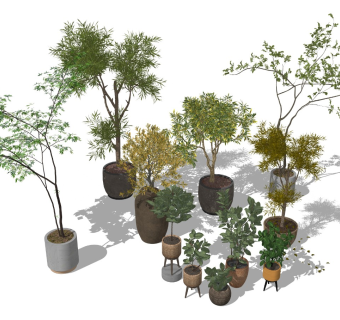 植物盆栽 室内盆景 植物盆栽