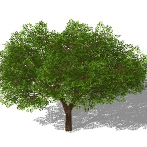 3D植物树模型