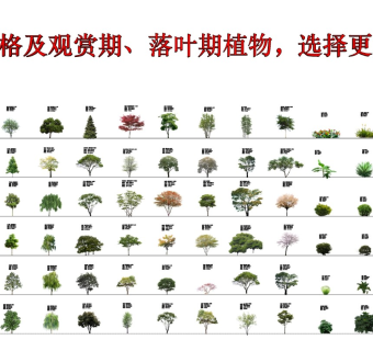 中式彩叶带名称及规格植物，选择更加直观1.0 植物组合 乔木 草花 贴图 模型 灌木 高清