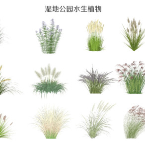 现代湿地公园水生植物 草花 芦苇 狗尾巴草