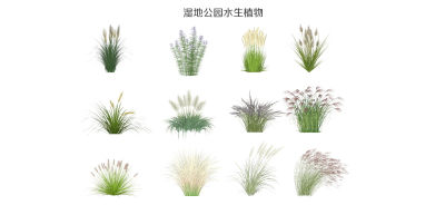 现代湿地公园水生植物 草花 芦苇 狗尾巴草