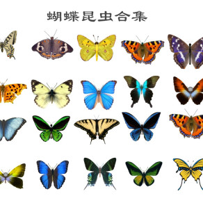 现代蝴蝶 彩蝶 飞蛾 昆虫