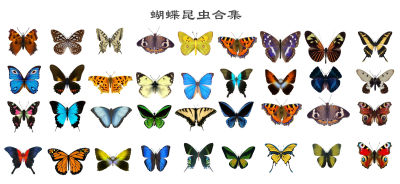 现代蝴蝶 彩蝶 飞蛾 昆虫