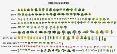 现代2d植物 景观树 乔木 大乔 小乔 彩叶花乔 棕榈树 竹子 造型树 罗汉松 银杏 水杉 红枫
