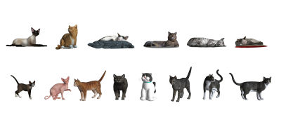 现代宠物猫 猫咪 动物