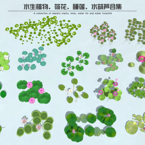 现代水生植物 荷花荷叶 睡莲 水葫芦 湿地公园植物