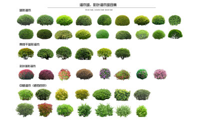现代灌木球 球灌 灌木丛 黄杨 海桐 石楠 大叶黄杨