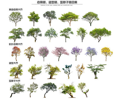 现代点景树 造型树 景观树 歪脖子树 蓝花楹 乌桕