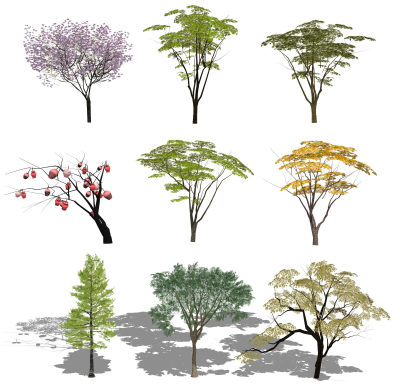 现代低模乔木 3d植物 造型树木 朴树 水杉