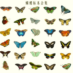 蝴蝶标本 昆虫标本 复古手绘 装饰贴纸图案 飞蛾