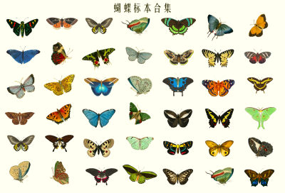 蝴蝶标本 昆虫标本 复古手绘 装饰贴纸图案 飞蛾