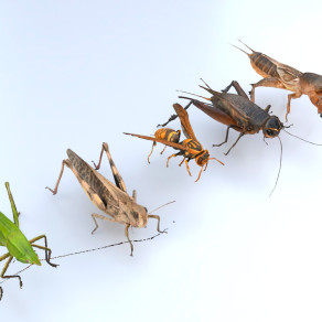 昆虫合集 蝗虫蚂蚱 大黄蜂马蜂 蟋蟀蝈蝈 蝼蛄土狗