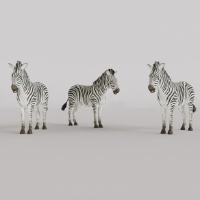 现代简约野生动物 斑马