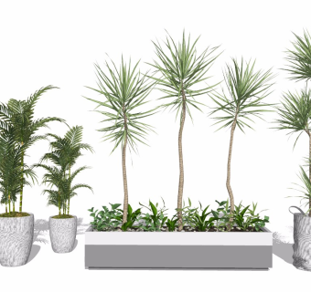 现代绿植盆栽千年木散尾葵su模型