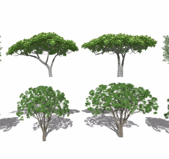 现代风格景观树桂花树榕树枇杷树