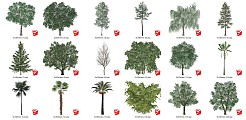 各种景观树su模型下载